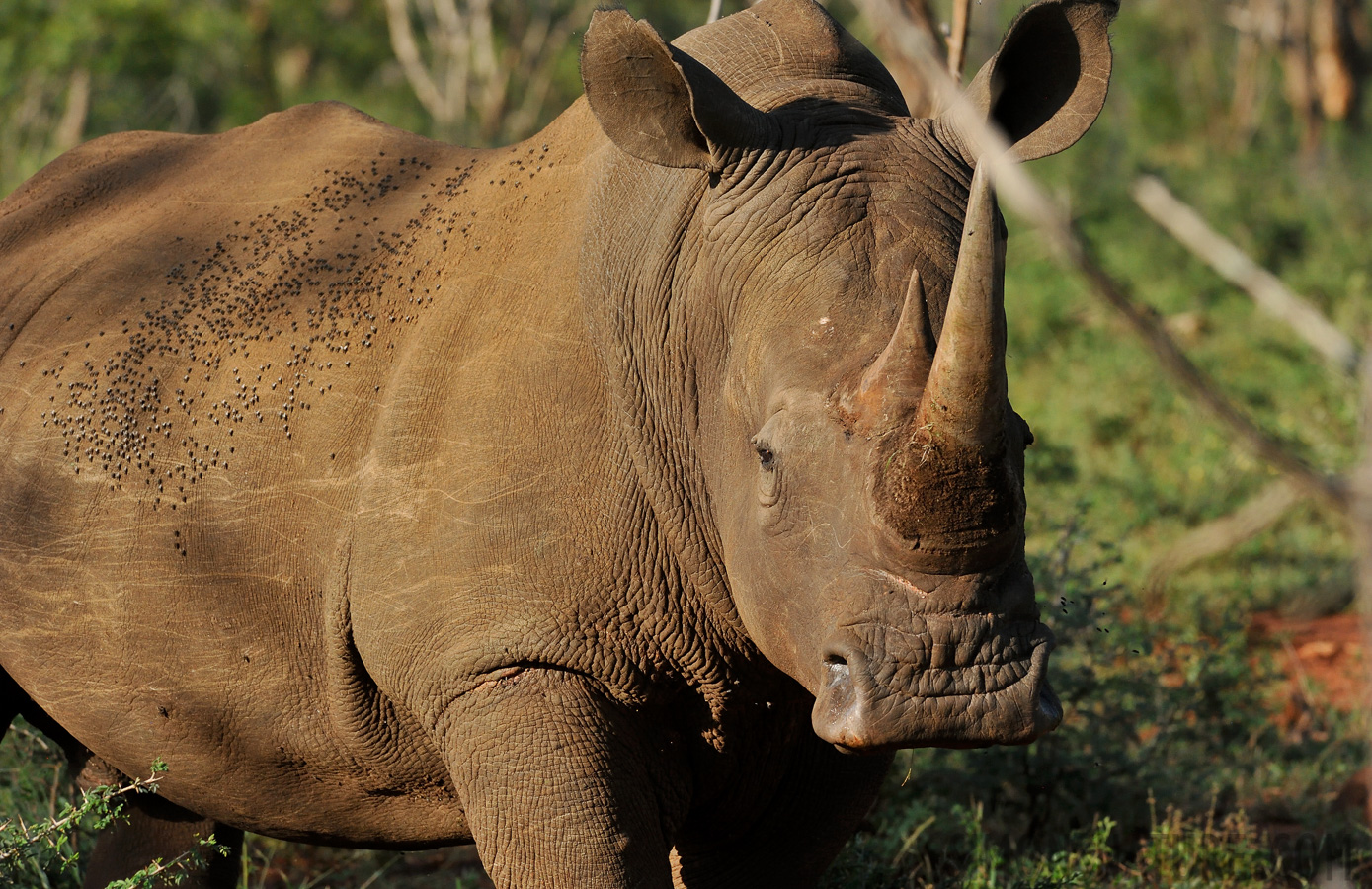 Ceratotherium simum simum [280 mm, 1/2500 sec at f / 8.0, ISO 1600]